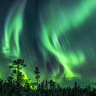 Noorderlicht / Aurora borealis over Jokkmokk in de winter, Norrbotten, Lapland, Zweden